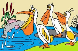 Rodzina pelikanów