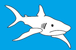 Biały rekin
