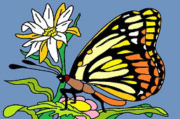 Motyl i kwiat