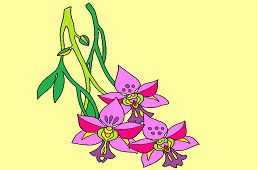 Kwiat orchidei